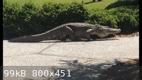 jekyllgator3.jpg - 99kB